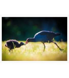 Pukeko Parent and Chick: Card