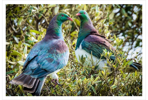 Kereru Couple: Card