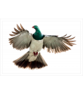 Kereru, Caught in Flight: Card