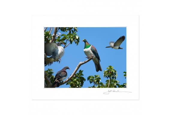 Kereru Group, Puriri Treetop: 6x8 Matted Print