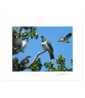 Kereru Group, Puriri Treetop: 6x8 Matted Print