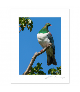 Kereru in Puriri Tree: 6x8 Matted Print