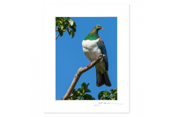 Kereru in Puriri Tree: 6x8 Matted Print