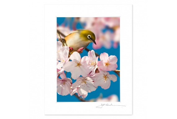 Tauhou, Silvereye: 6x8 Matted Print