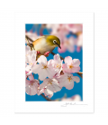 Tauhou, Silvereye: 6x8 Matted Print