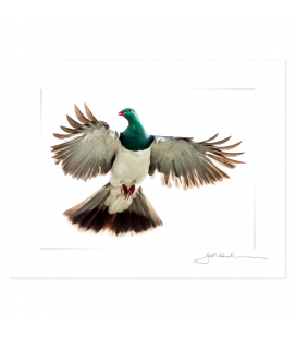 Kereru, Caught in Flight: 6x8 Matted Print