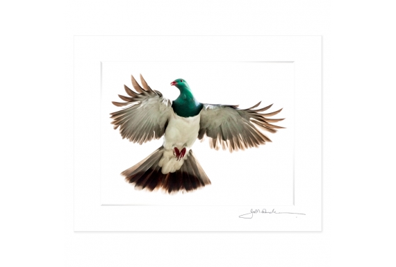 Kereru, Caught in Flight: 6x8 Matted Print