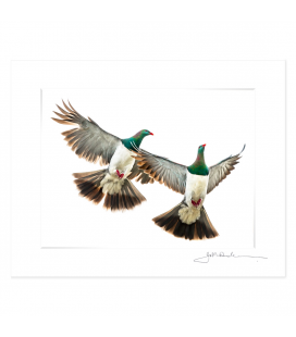 Kereru Couple in Flight: 6x8 Matted Print