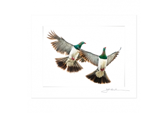 Kereru Couple in Flight: 6x8 Matted Print