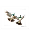 Kereru Couple in Flight: 6x8 Matted Print