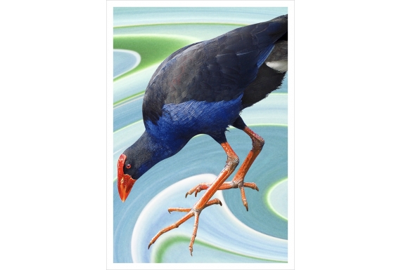 Wading Pukeko: Card