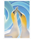 Gannet Couple: Card