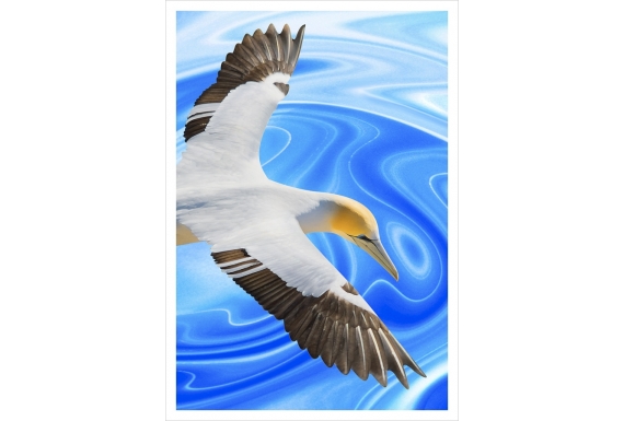 Soaring Gannet: Card