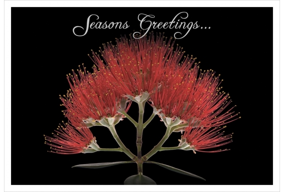 Pohutukawa Flower (Seasons Greetings): Card