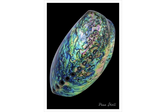 Paua Shell: Card