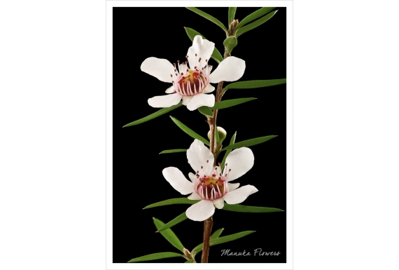 Manuka Flowers: Card