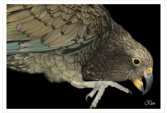 Kea: Card