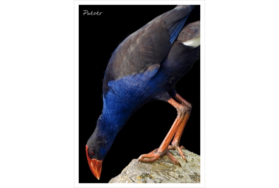 Pukeko: Card