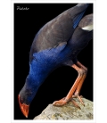 Pukeko: Card