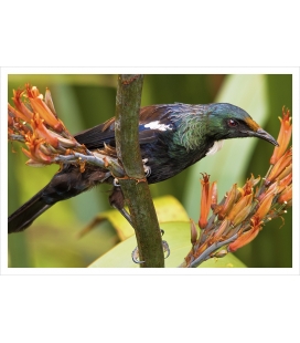 Young Tui feeding on Flax (Harakeke): Card