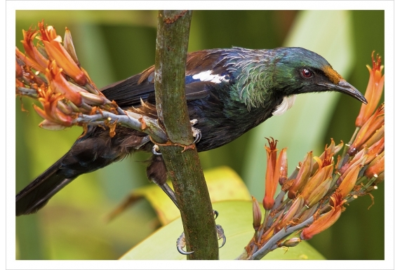 Young Tui feeding on Flax (Harakeke): Card