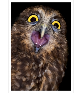 Screeching Ruru (Morepork): Card