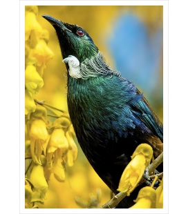 Tui in Kowhai Tree: Card