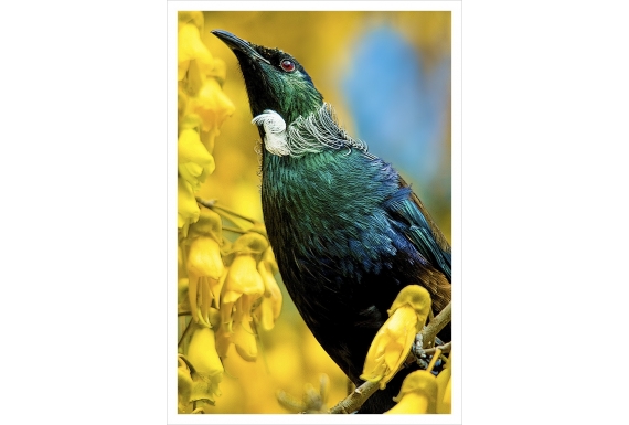 Tui in Kowhai Tree: Card