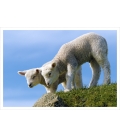 Curious Lambs: Card