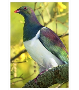 Kereru (NZ Wood Pigeon) in Kowhai: Card