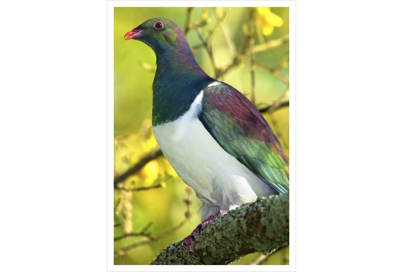 Kereru (NZ Wood Pigeon) in Kowhai: Card