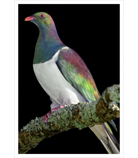 Kereru on Kowhai branch: Card