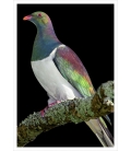 Kereru on Kowhai branch: Card