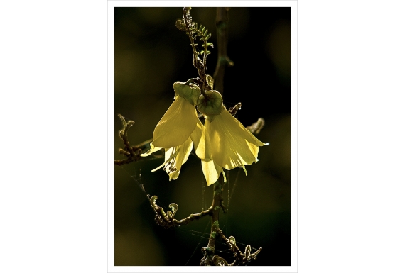 Kowhai Flowers: Card