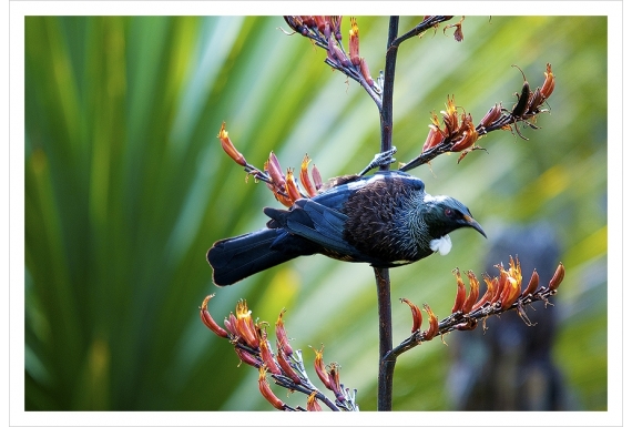 Koko Tui on Flax Stem: Card