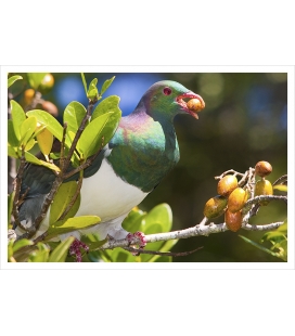 Kereru in Karaka tree with berry: Card