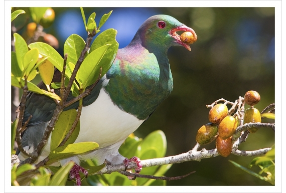 Kereru in Karaka tree with berry: Card