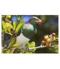 Kereru in Karaka tree with berry: Card