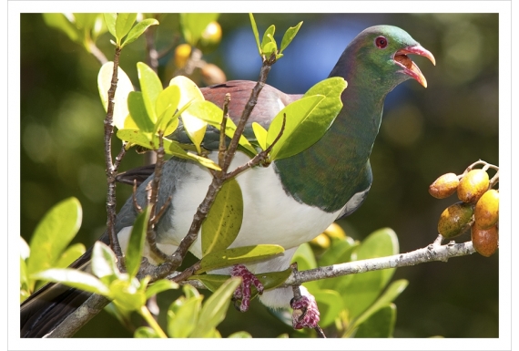 Kereru swallowing Karaka berry: Card