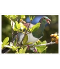 Kereru swallowing Karaka berry: Card