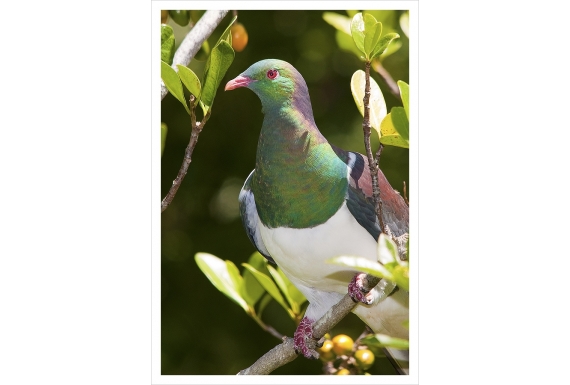 Kereru in Karaka tree: Card