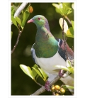 Kereru in Karaka tree: Card