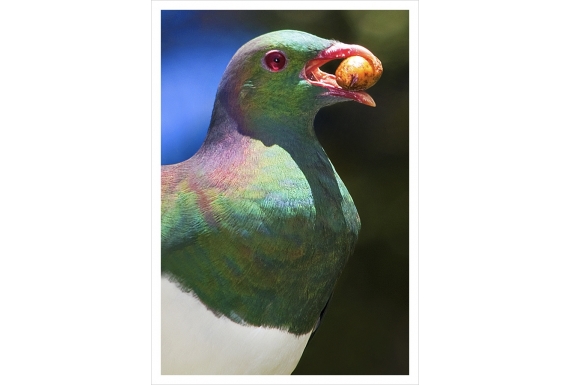 Kereru and Karaka berry: Card