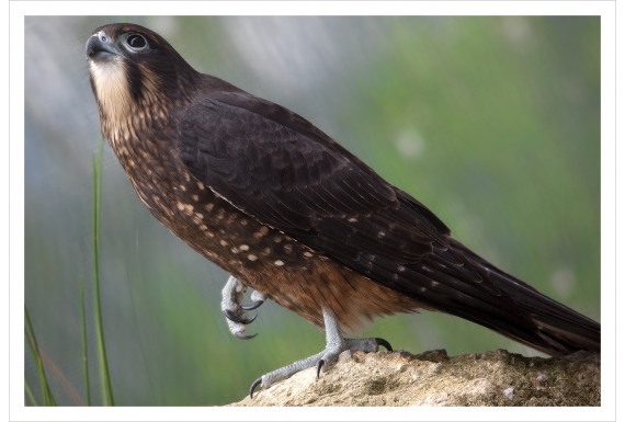 Karearea, endangered native New Zealand Falcon: Card