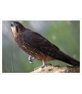 Karearea, endangered native New Zealand Falcon: Card