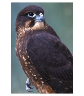 New Zealand native Falcon, Karearea: Card