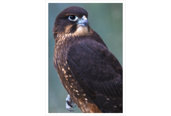 New Zealand native Falcon, Karearea: Card