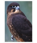 New Zealand native Falcon, Karearea: Card