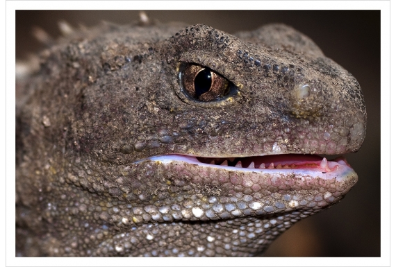 Living Fossil, mature Tuatara: Card