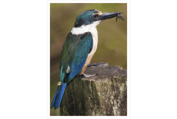 Kotare (Kingfisher) with Soldier Fly: Card